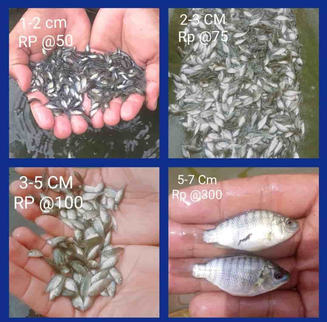 photo Bibit Ikan Nila