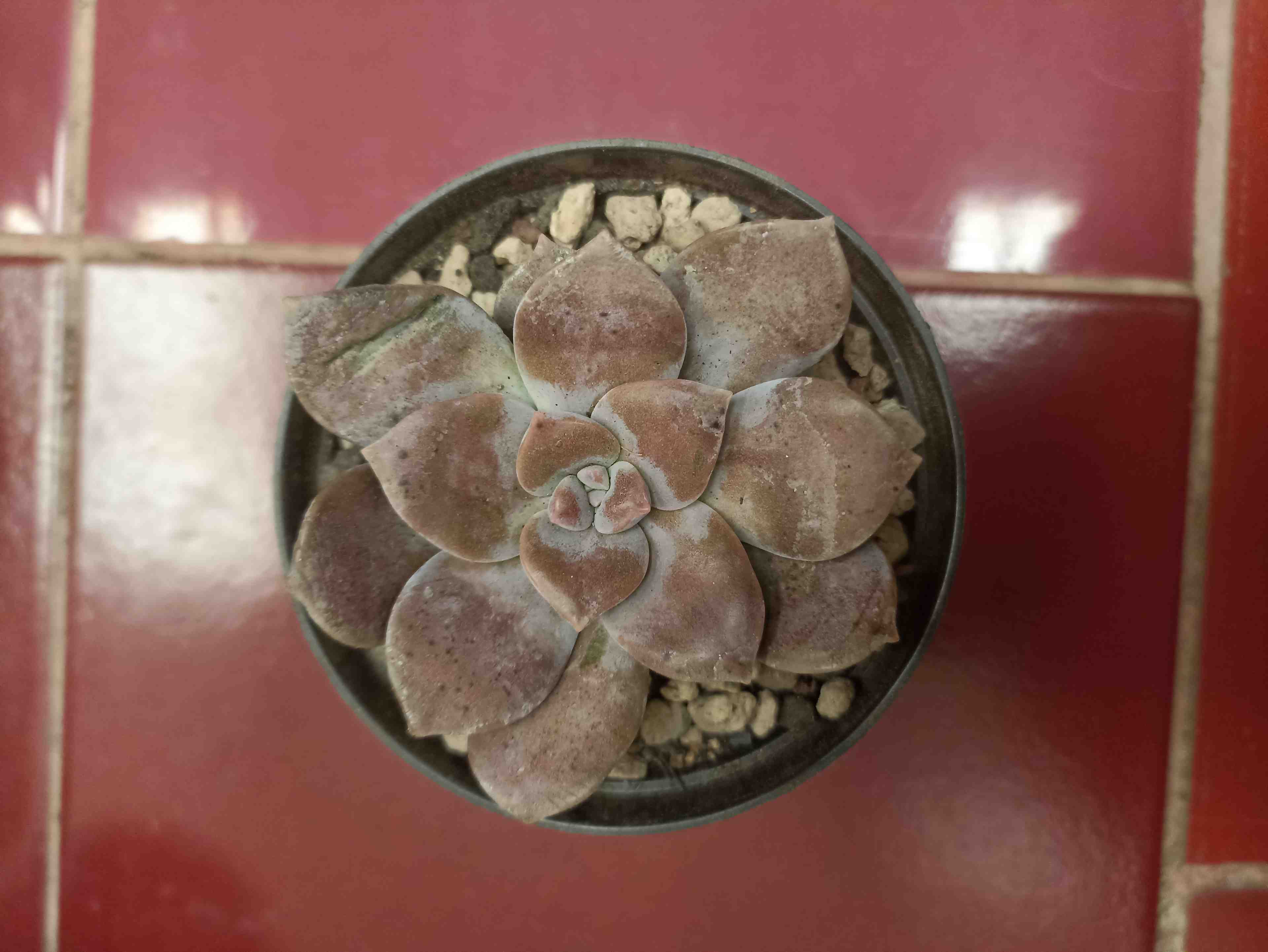 photo Echeveria sp.