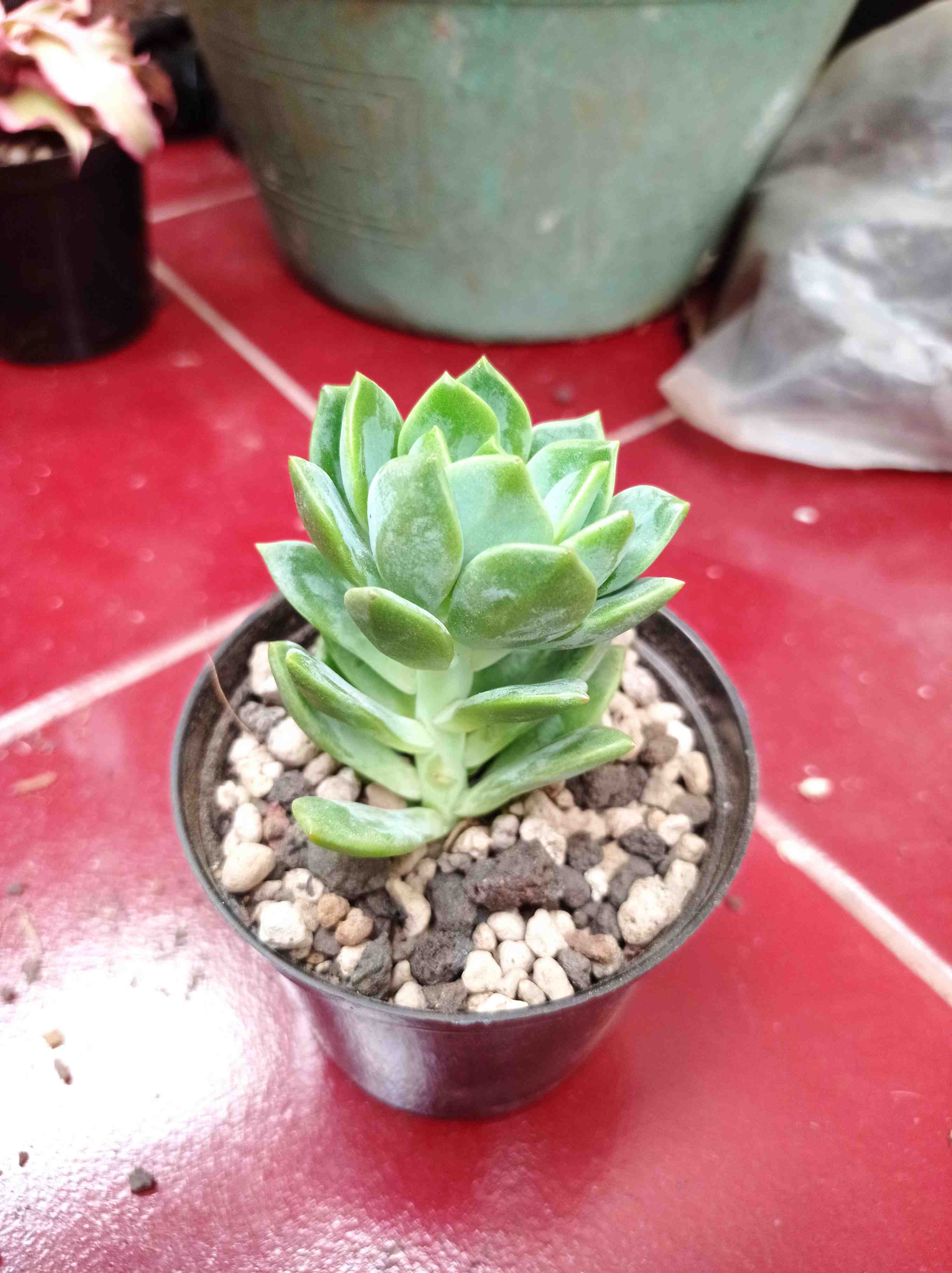 photo Echeveria sp.
