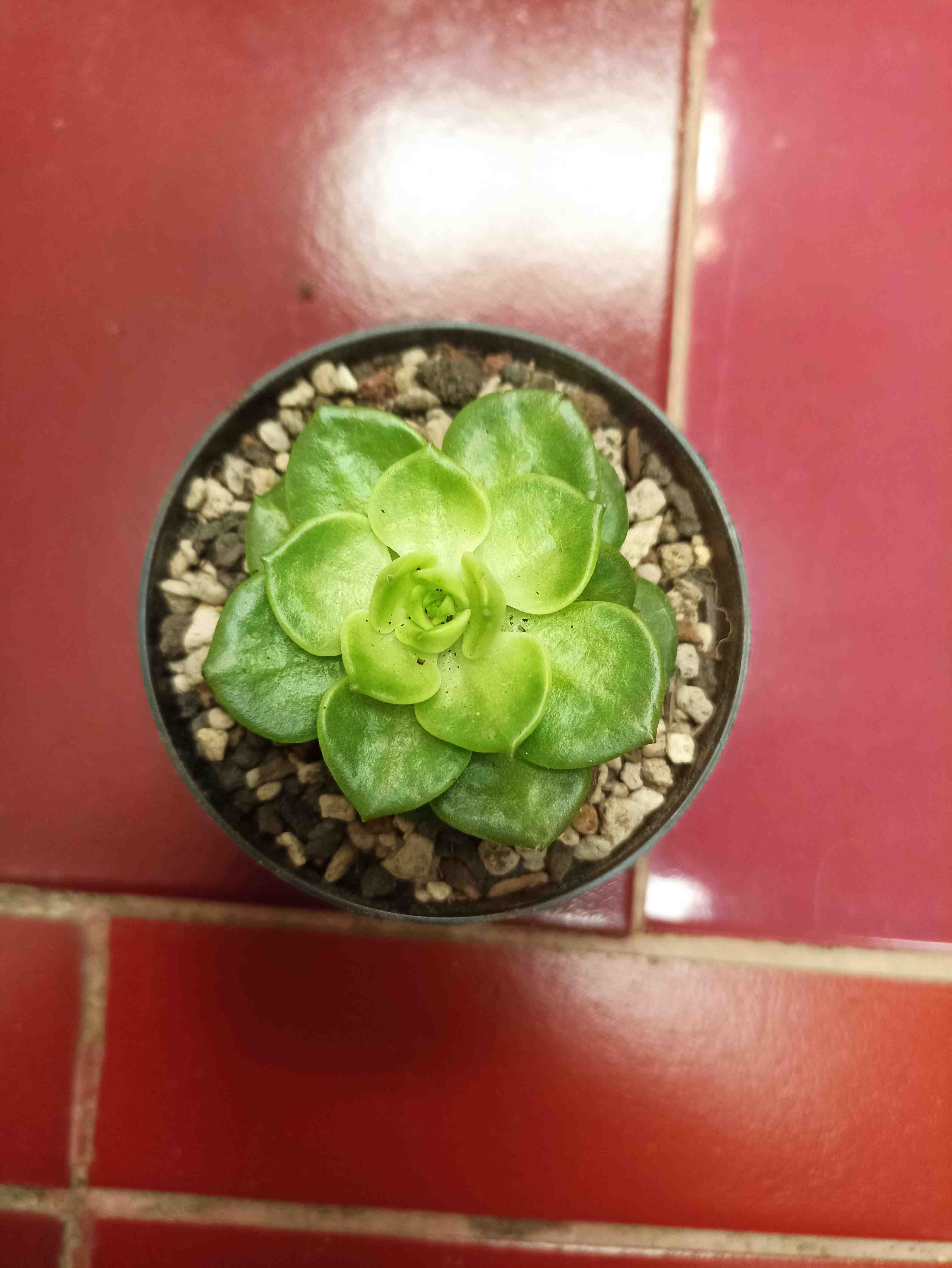 photo Echeveria sp.