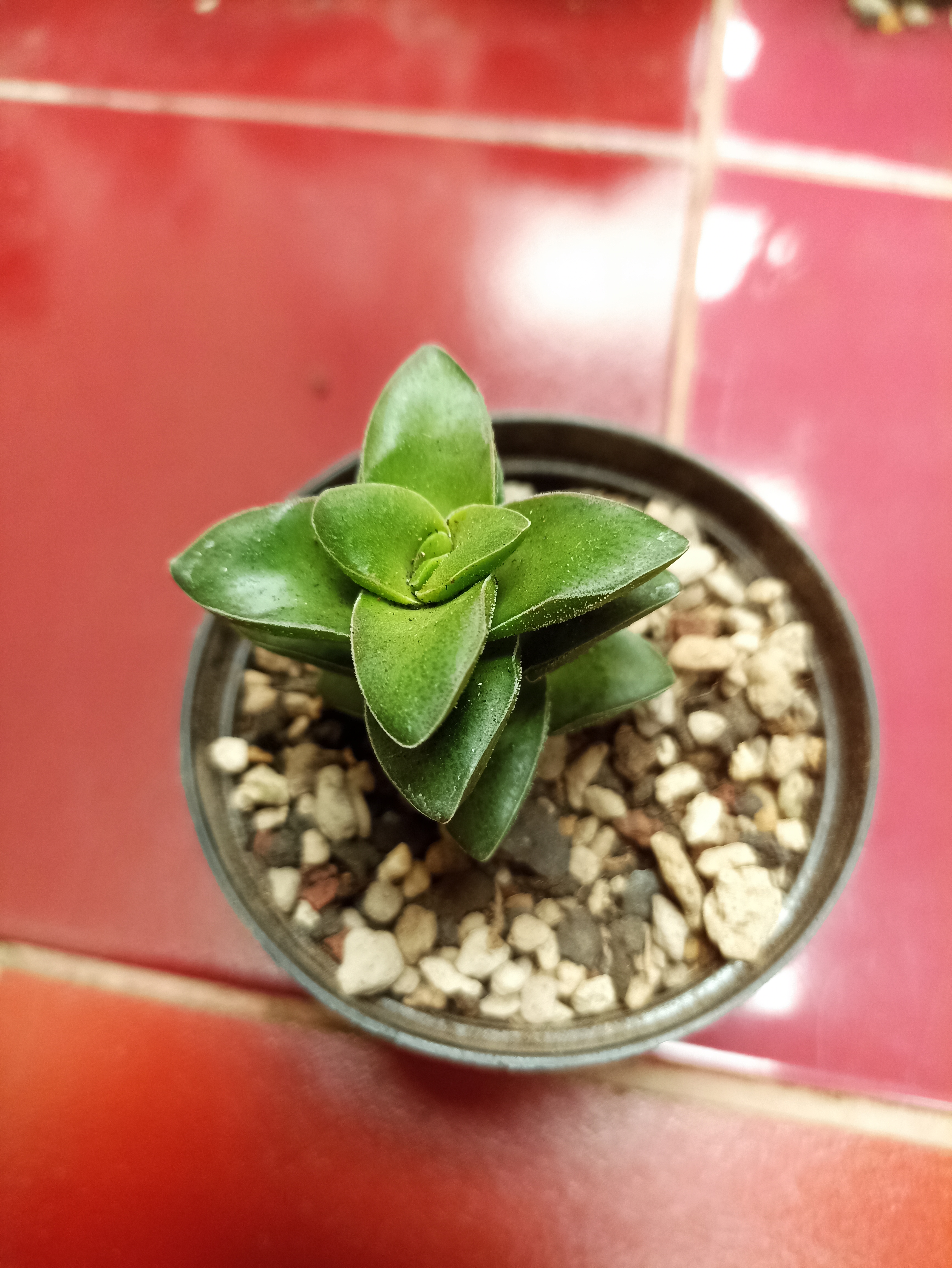 photo Echeveria sp.